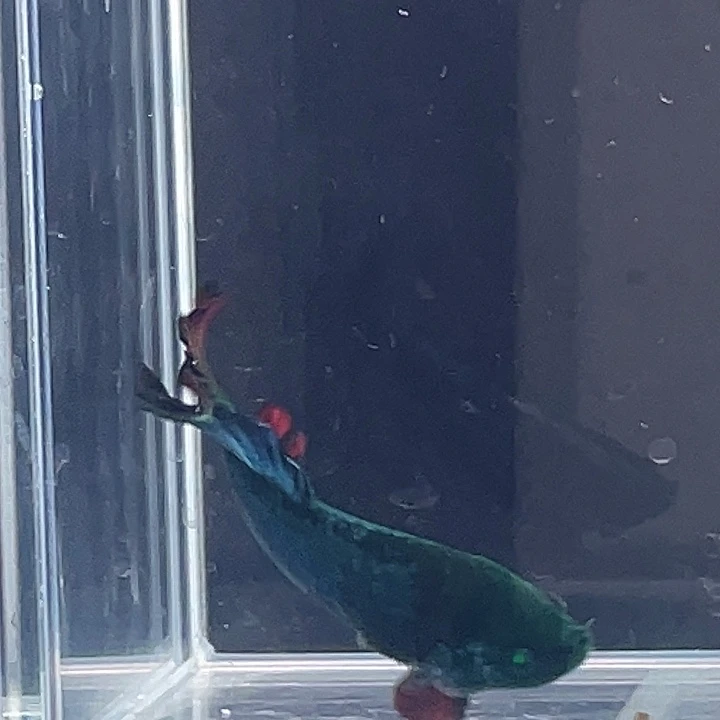 斗鱼包活不包损 感谢支持