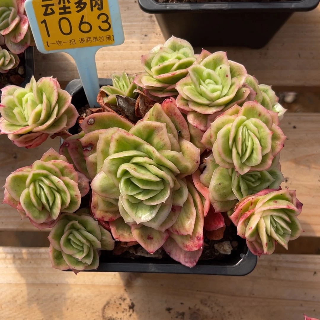 云尘多肉一物一拍1063