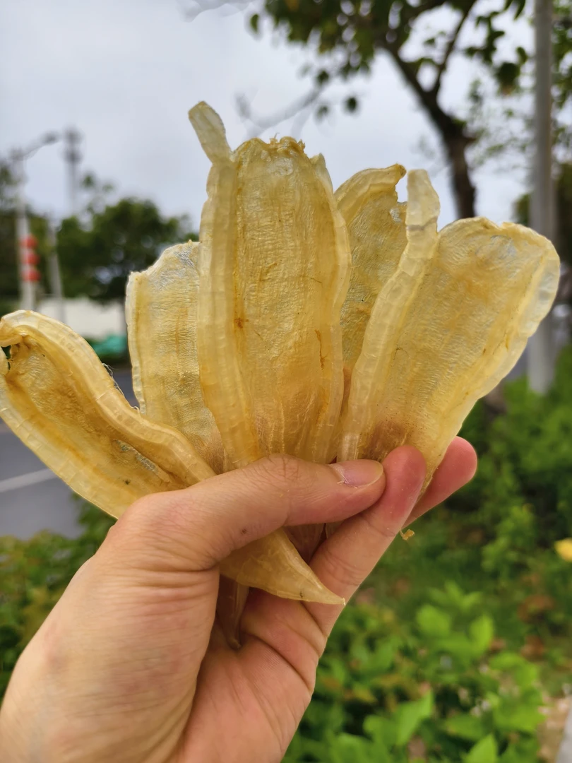 大规格双背鱼胶食用孕妇坐月子食用胶质添加