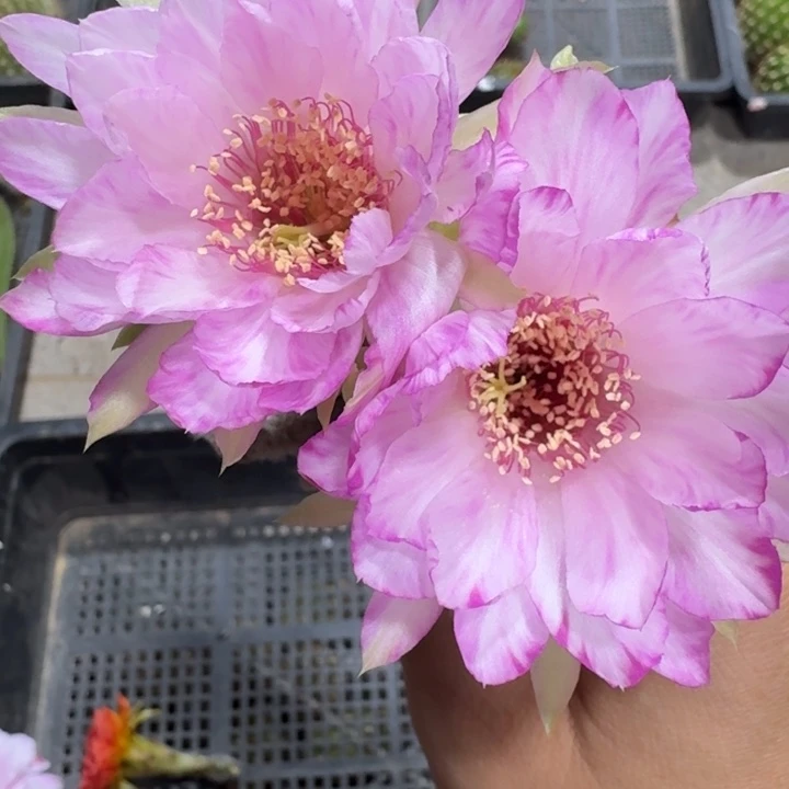 210丽花嫦娥歪2到3公分左右无根侧牙，20包邮