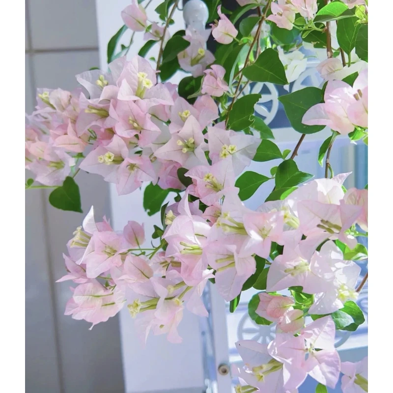 三角梅【丽娜】四季开花勤花绿植当季能开花基地发不带花宝藏文创