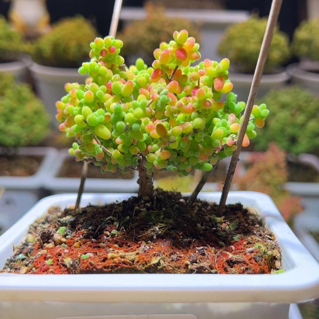 243蜜橘一物一拍带盆土发货