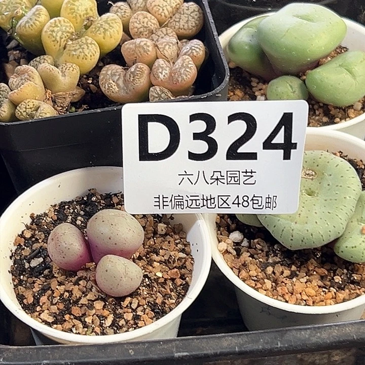 青*4颗肉锥111111多肉