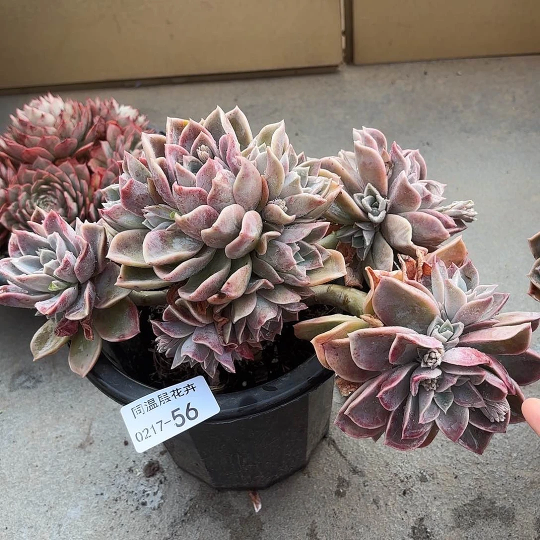 同温层多肉哈利56