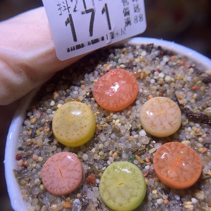 生石花多肉211.171