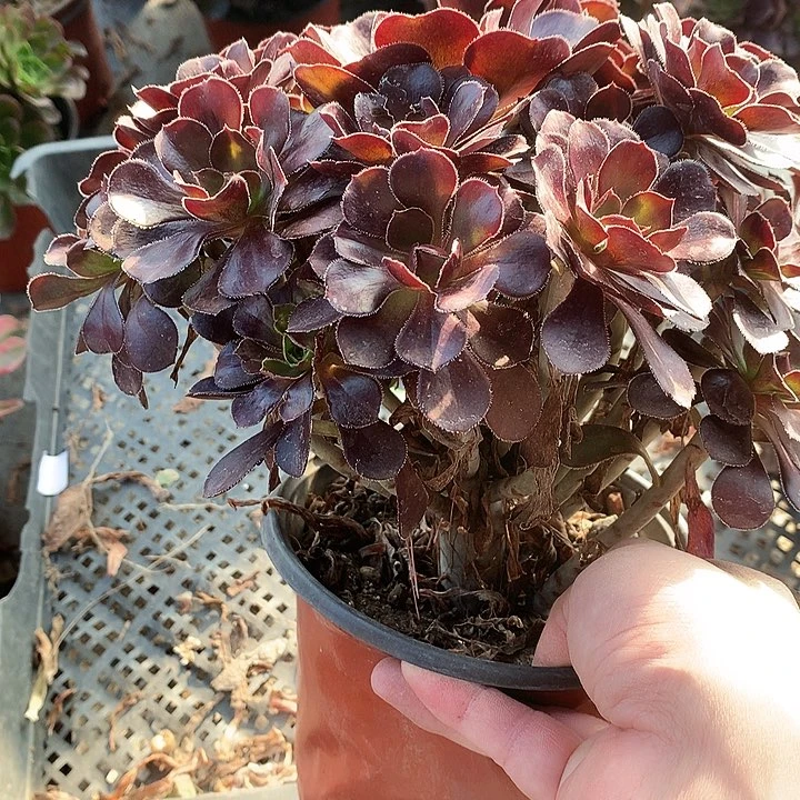 380圆叶黑法师多肉植物