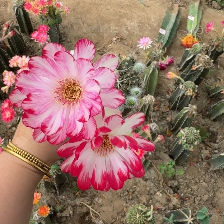 239量天尺嫁接丽花掰花发货脱土斑瘦