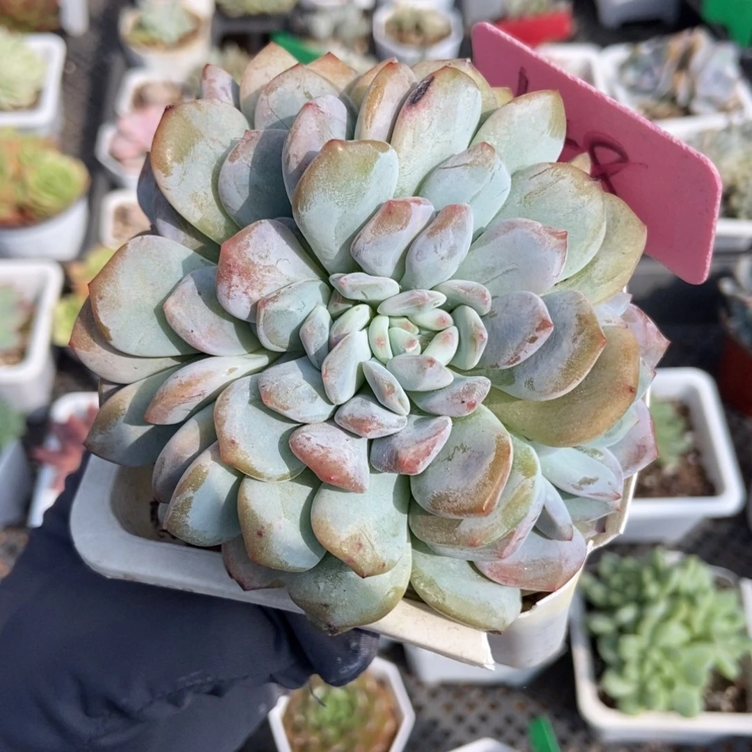 148六头石榴籽多肉植物