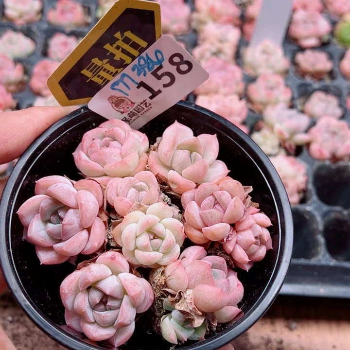 多肉植物多肉植物