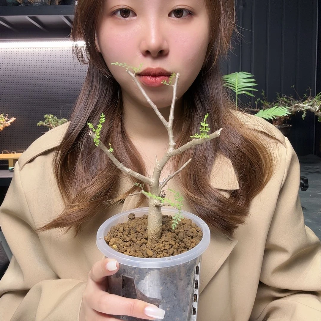 皮皮虾裂榄带盆土