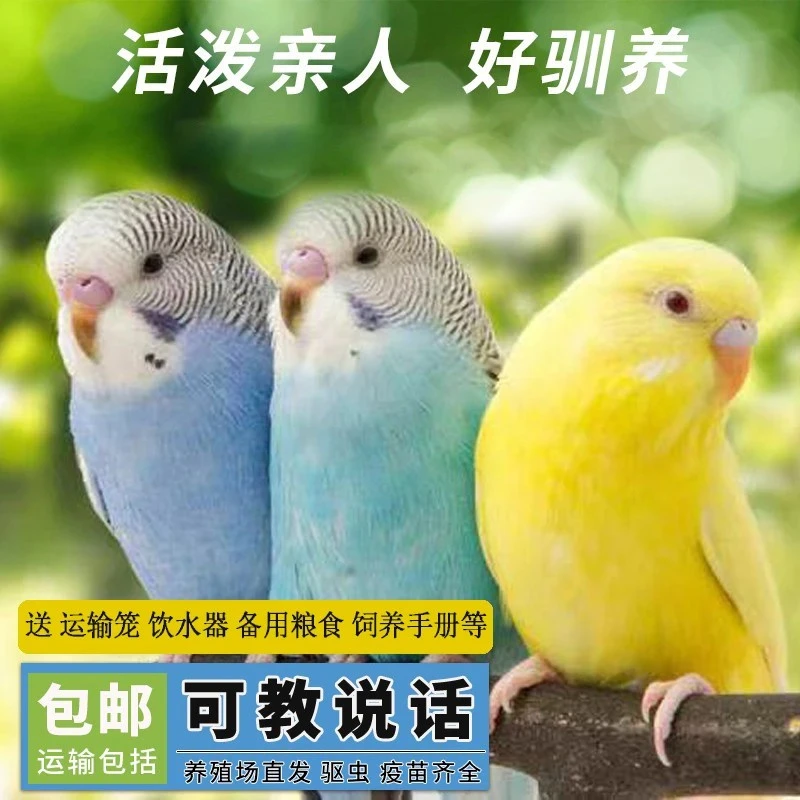 2只 彩色虎皮鹦鹉鹦鹉小鸟手养亲人上手不咬人