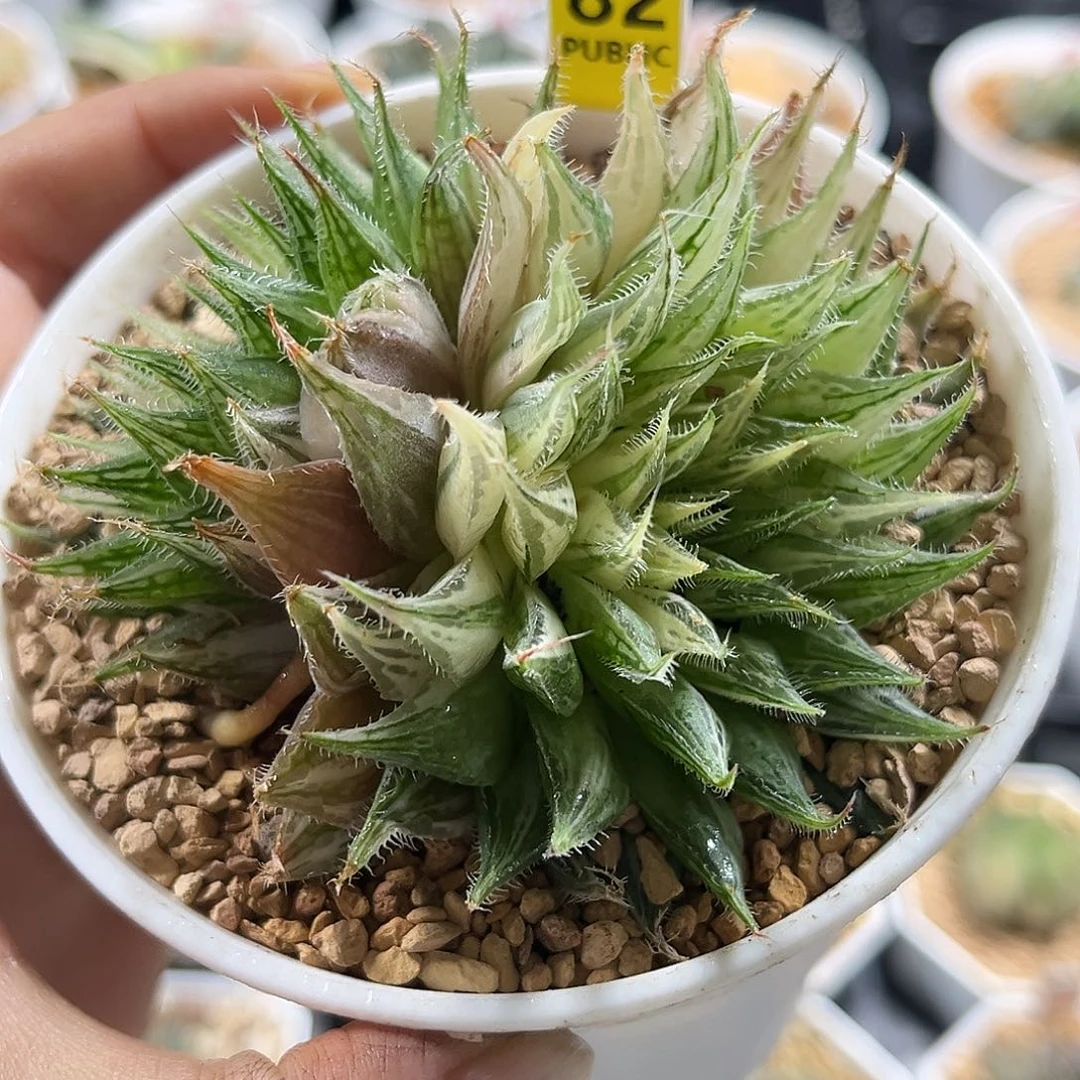 82原始玉露锦福利