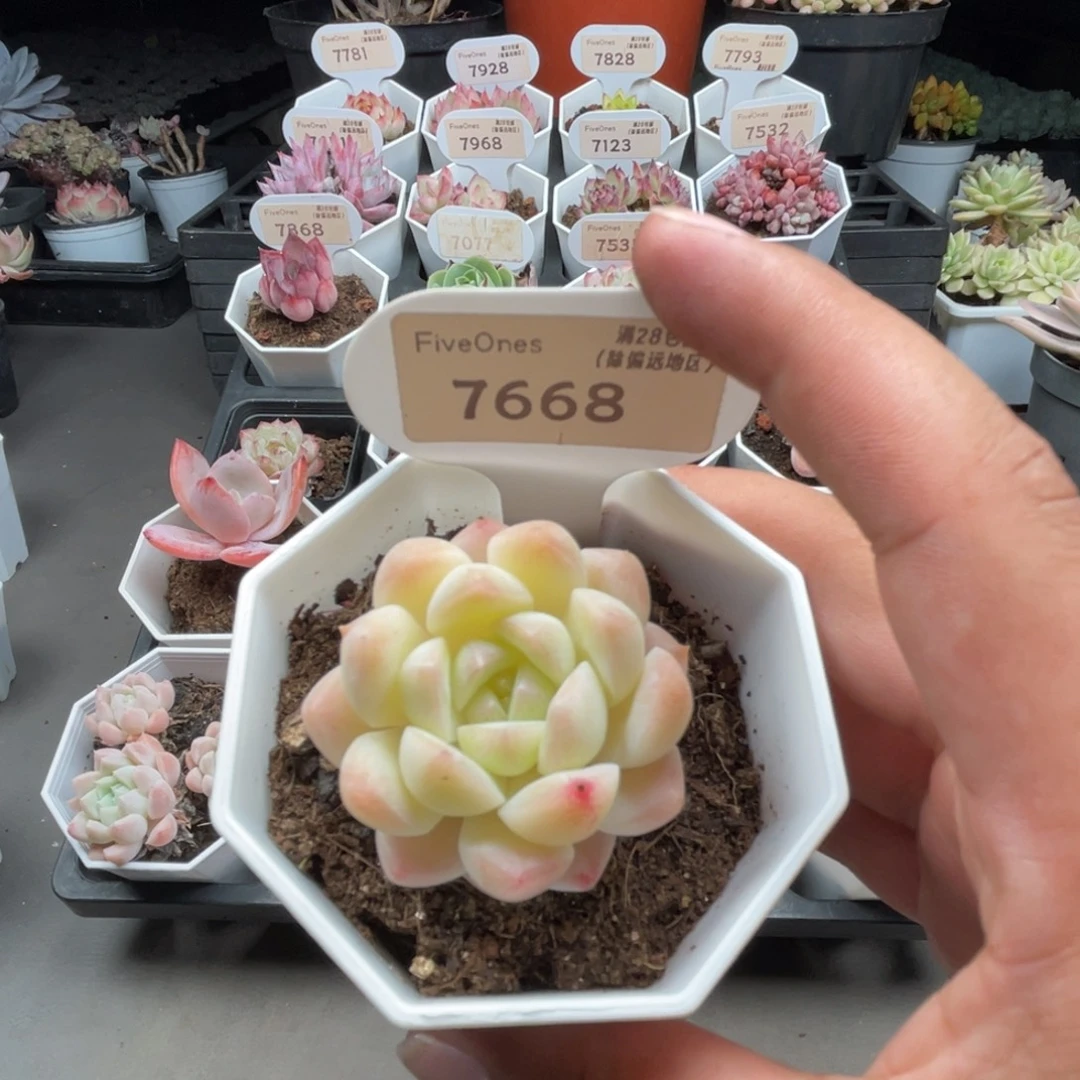 7668白桃汽水4.0厘米