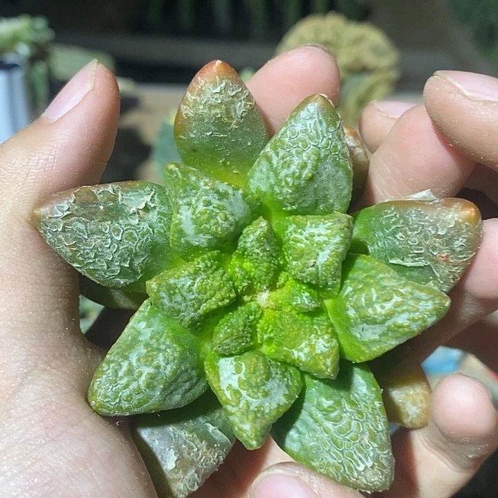 苗落无根白皮细密尤哥斯拉