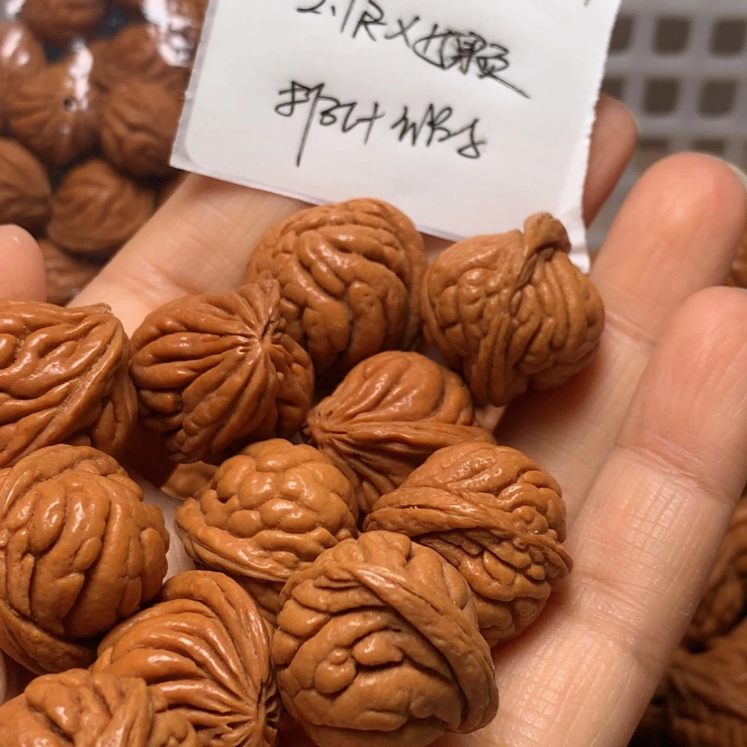 野生龙纹桃核霸王龙