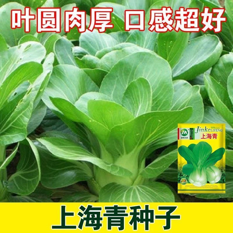 【上海青种子】白菜种籽蔬菜种子青菜小白菜四季易