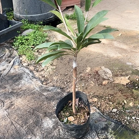 用****013457875565555苗