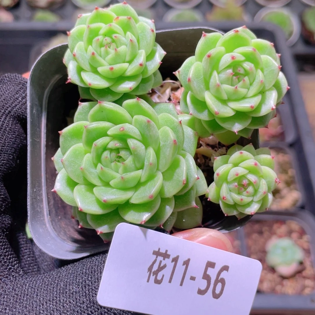花利美11-56海王群
