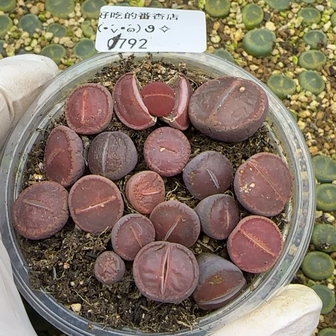 0792。默认脱土。18包邮。偏远88包邮