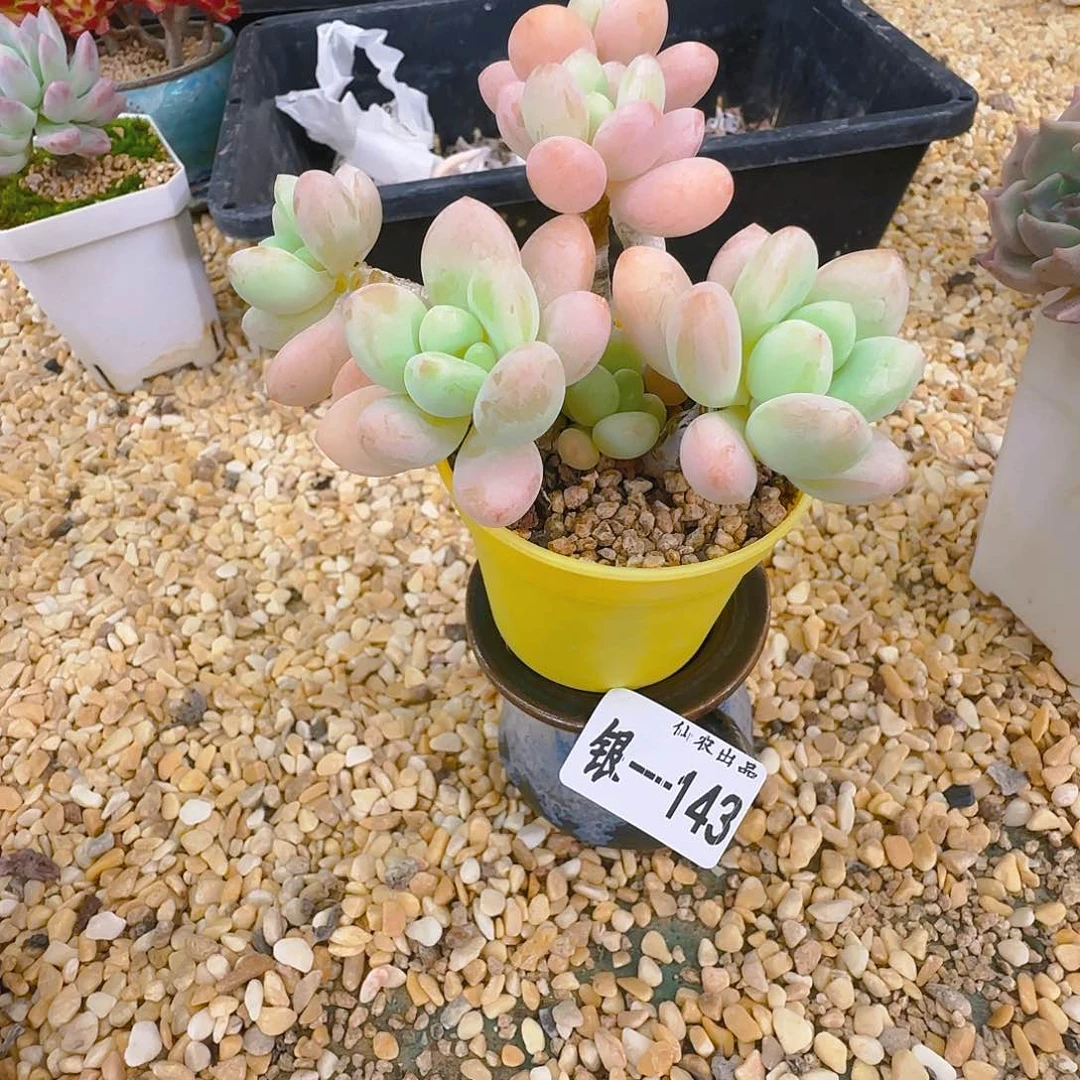 奶，143，仙农出品仙农出品