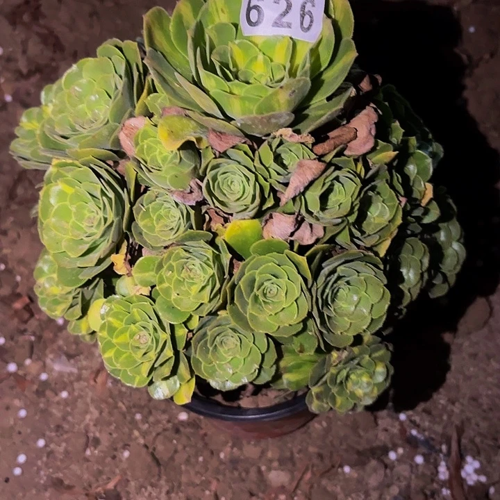 626夜光杯多肉植物不售后