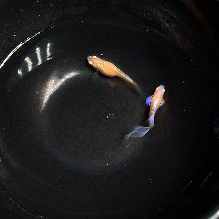 孔雀鱼鸥翼紫白一对