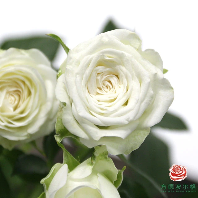 【买一送一】方德荷冠初雪泡泡10支 多头玫瑰云南基地鲜花直发 水养