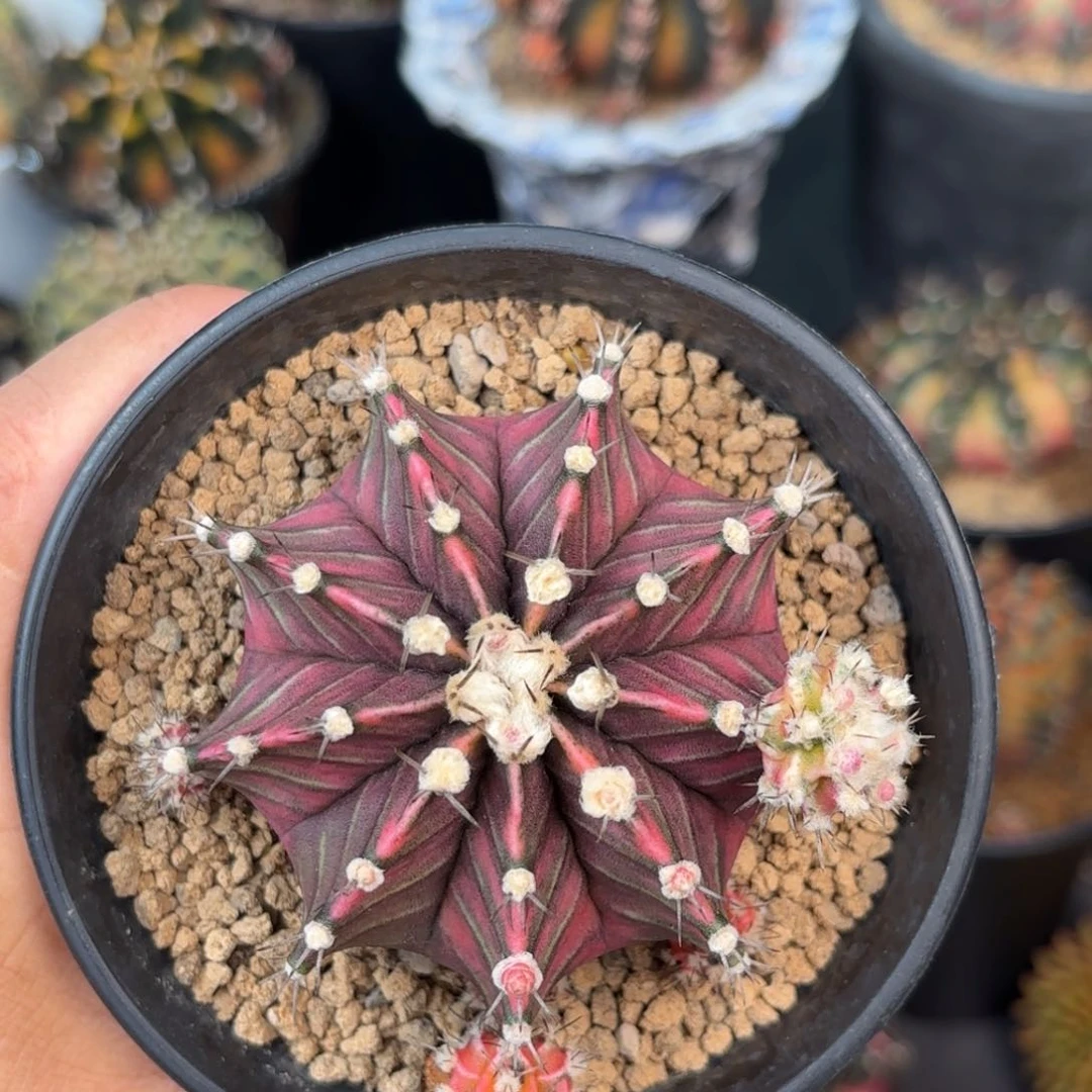 泰系实生母本仙人球503