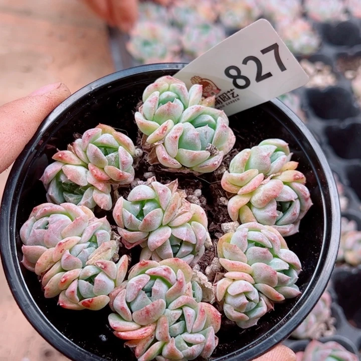 闻****多肉植物多肉植物