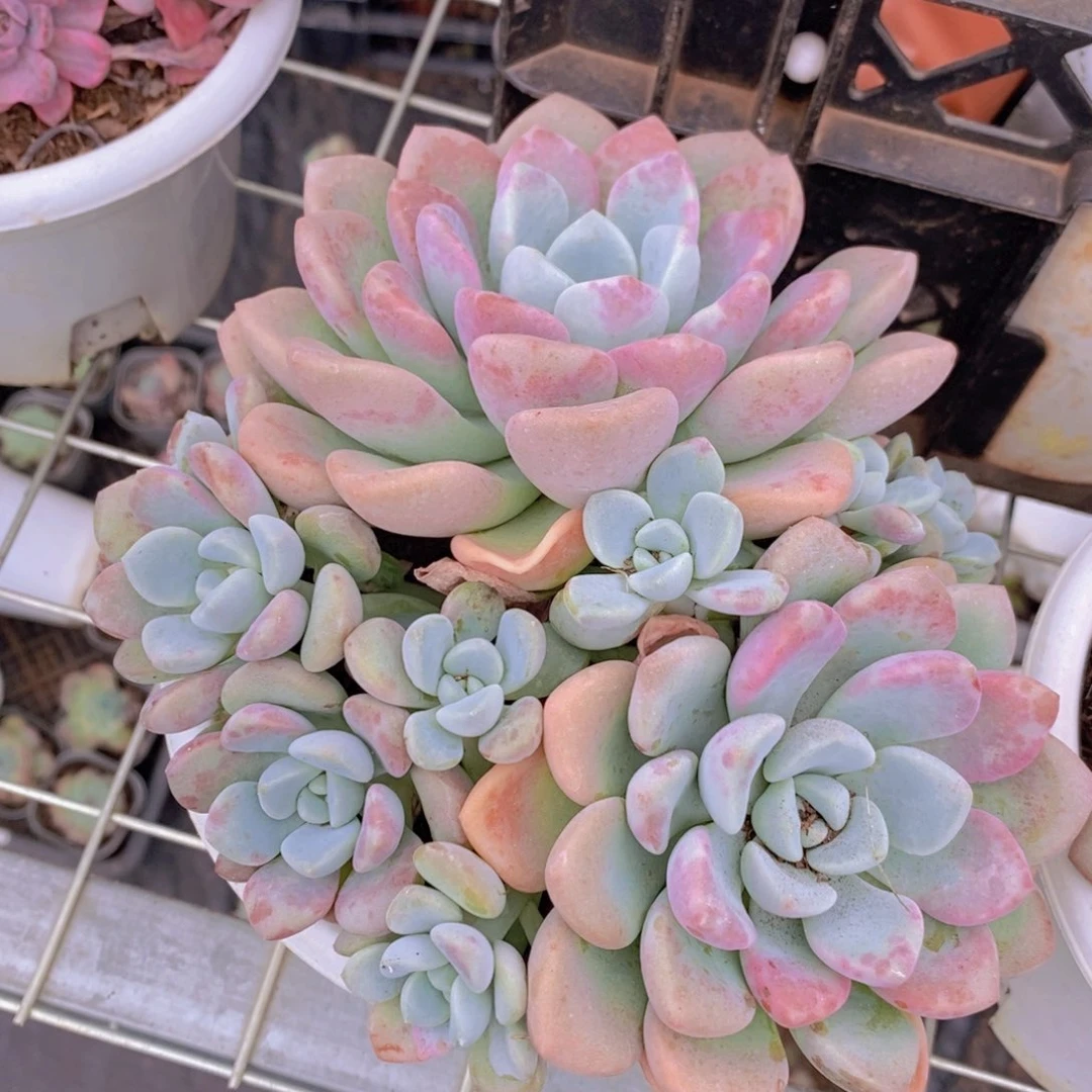 花斑鹿双头起发带崽