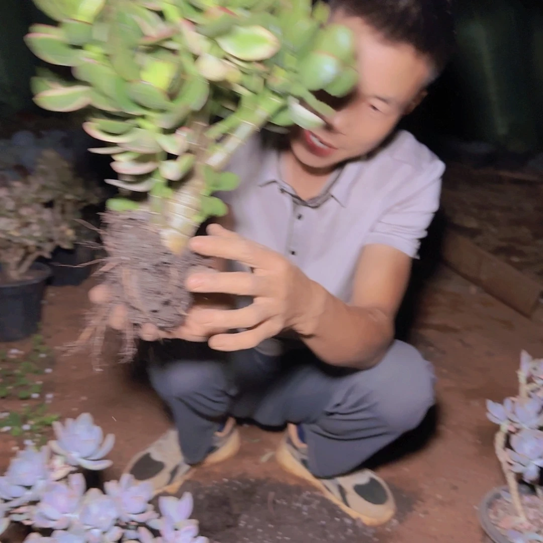 盆栽新花月锦多肉多肉