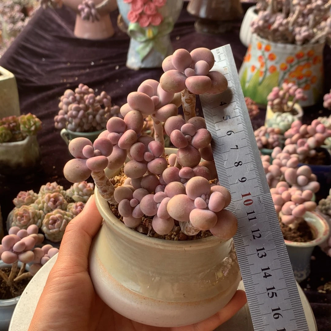 96号带盆偏远地区不包邮的