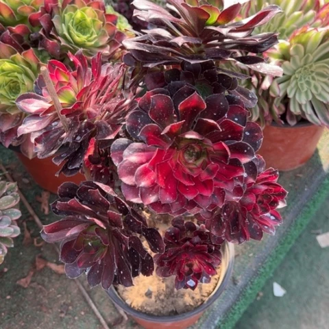 614花蝴蝶多肉法师