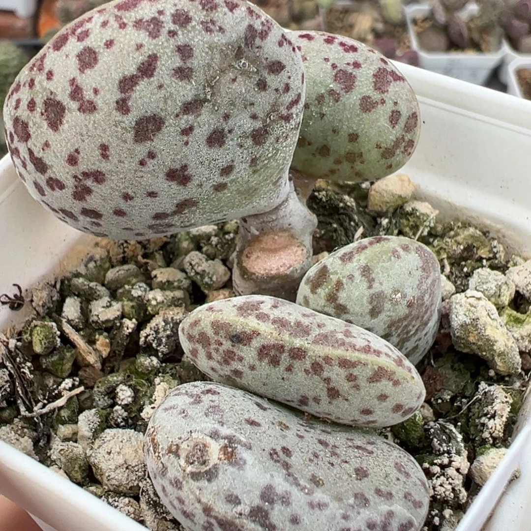 花蛋多头纯木质桩多肉植物水泡