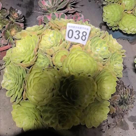 038雨荷花花2-16法师
