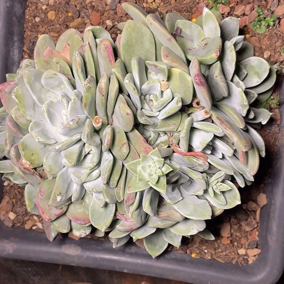 【闪购商品】w****8泡芙老庄