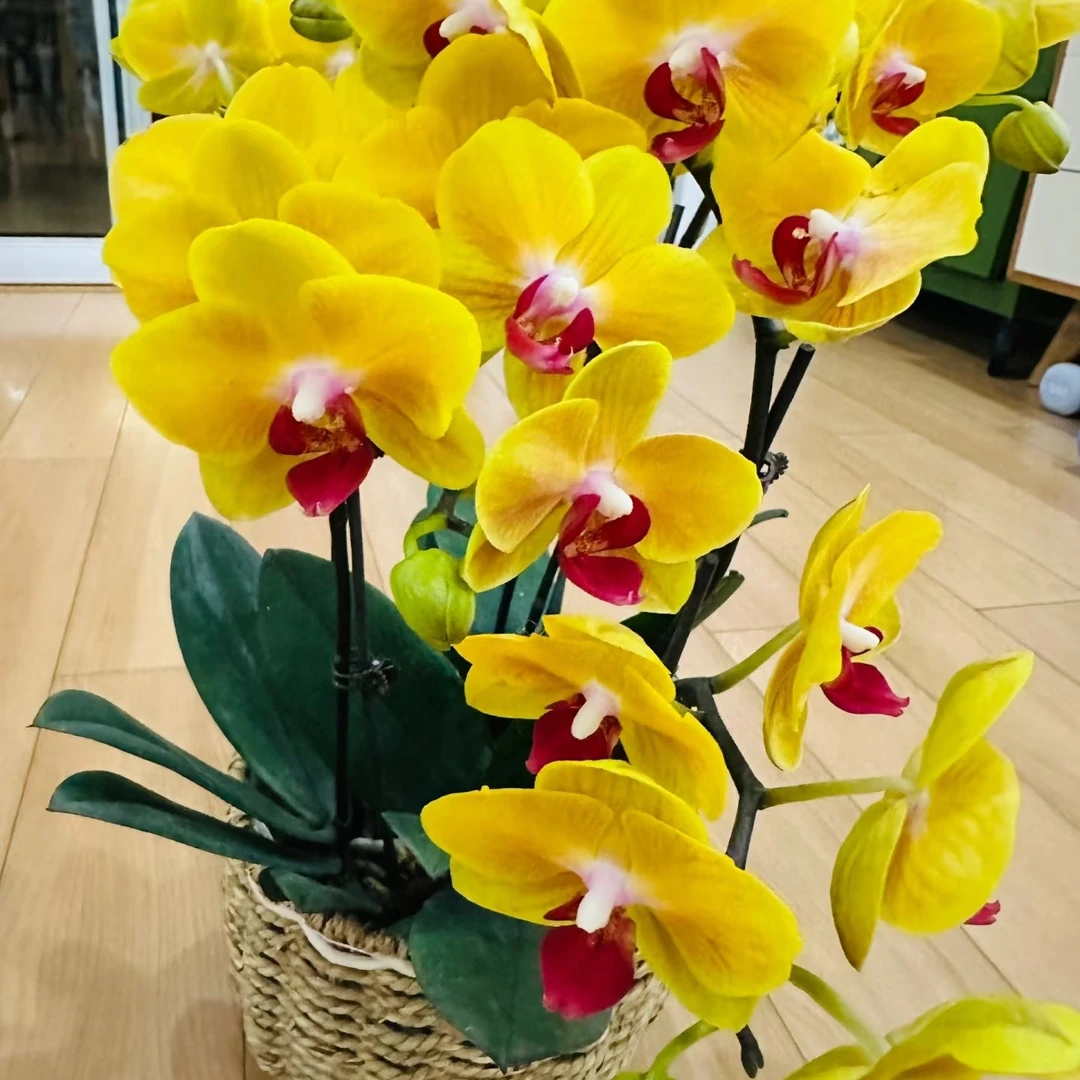 黄金树2.8杯微香蝴蝶兰1花剑发货（收到如有轻微叶损建议勿拍）
