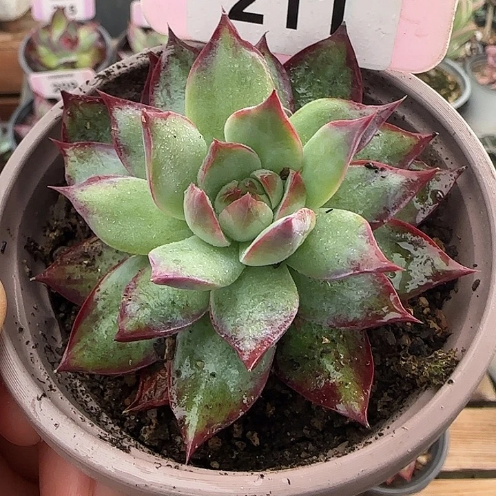 211 惊鸿仙子多肉植物