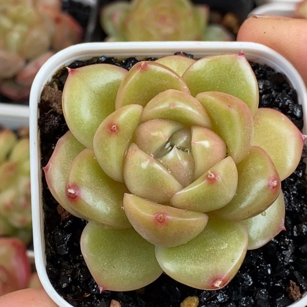 天官赐福百无禁忌