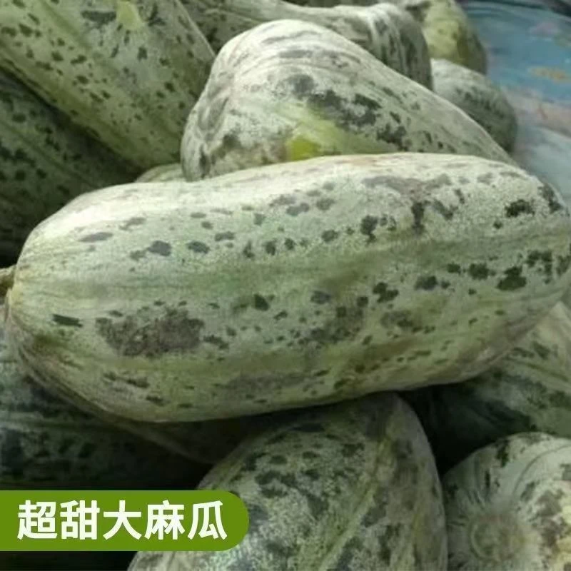 【绿麻瓜种子】家庭阳台小院盆栽地栽四季种植