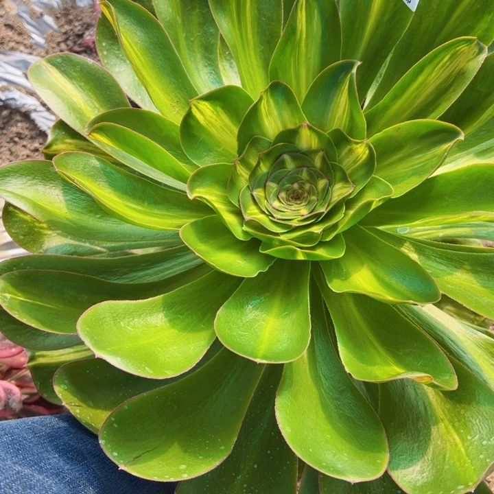 3322多肉植物燕姿锦中斑