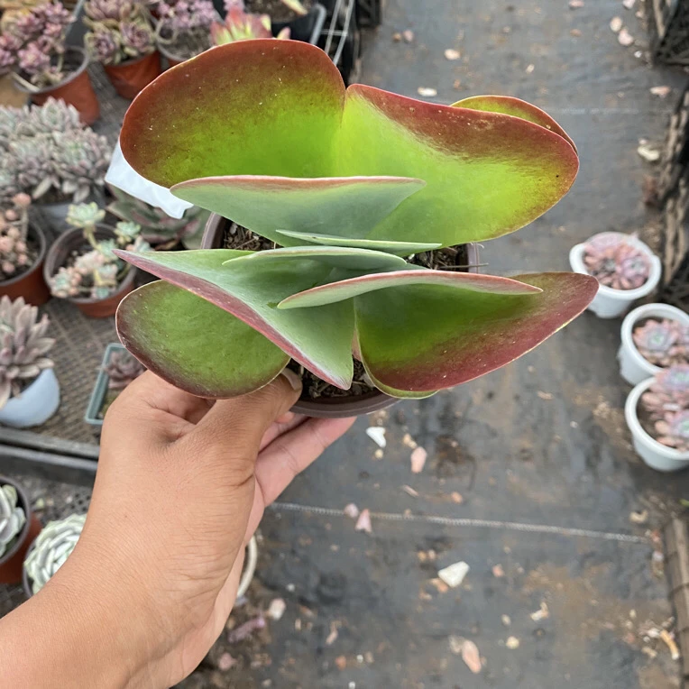 唐印多肉植物脱土晾根发货