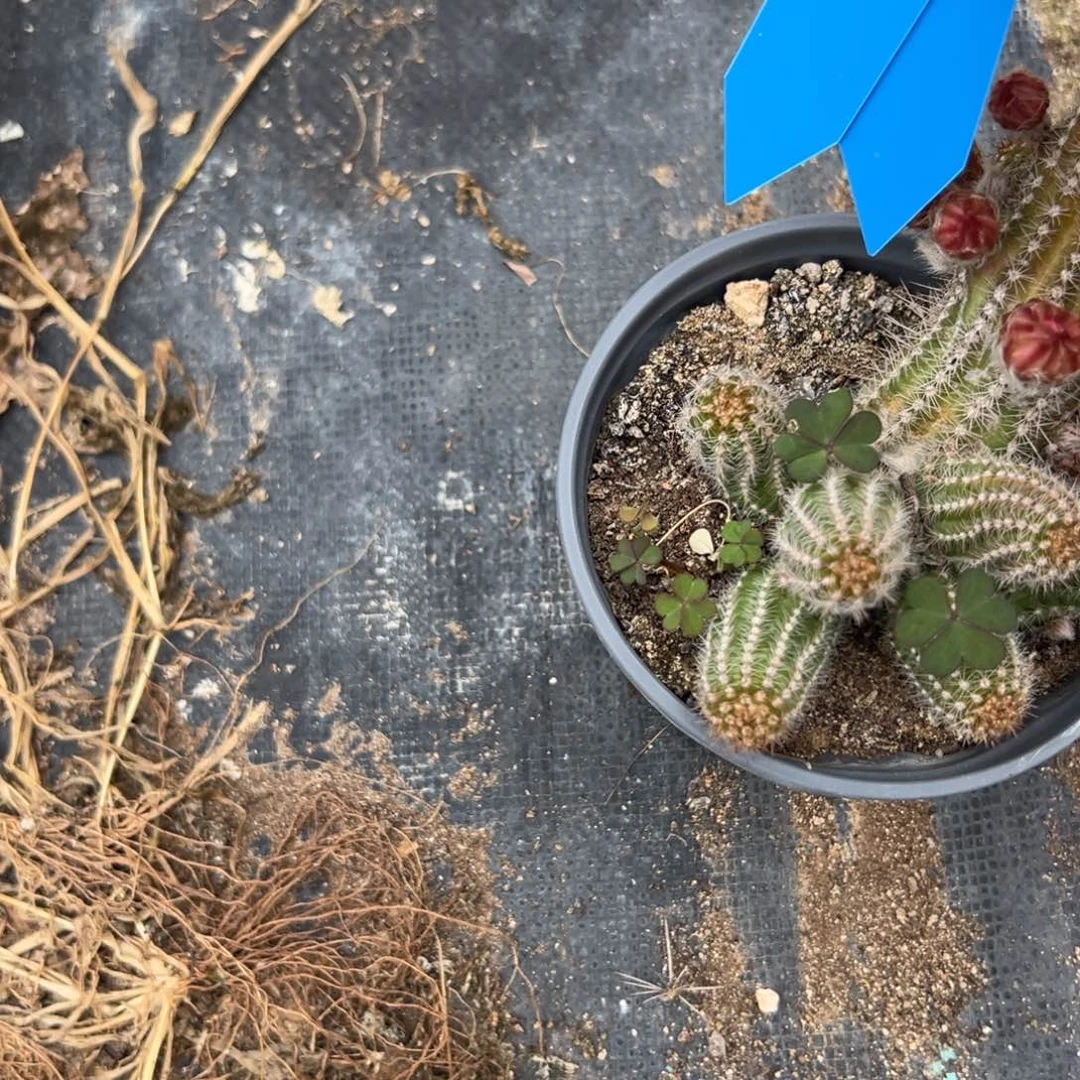 吕根岛白檀仙人球569