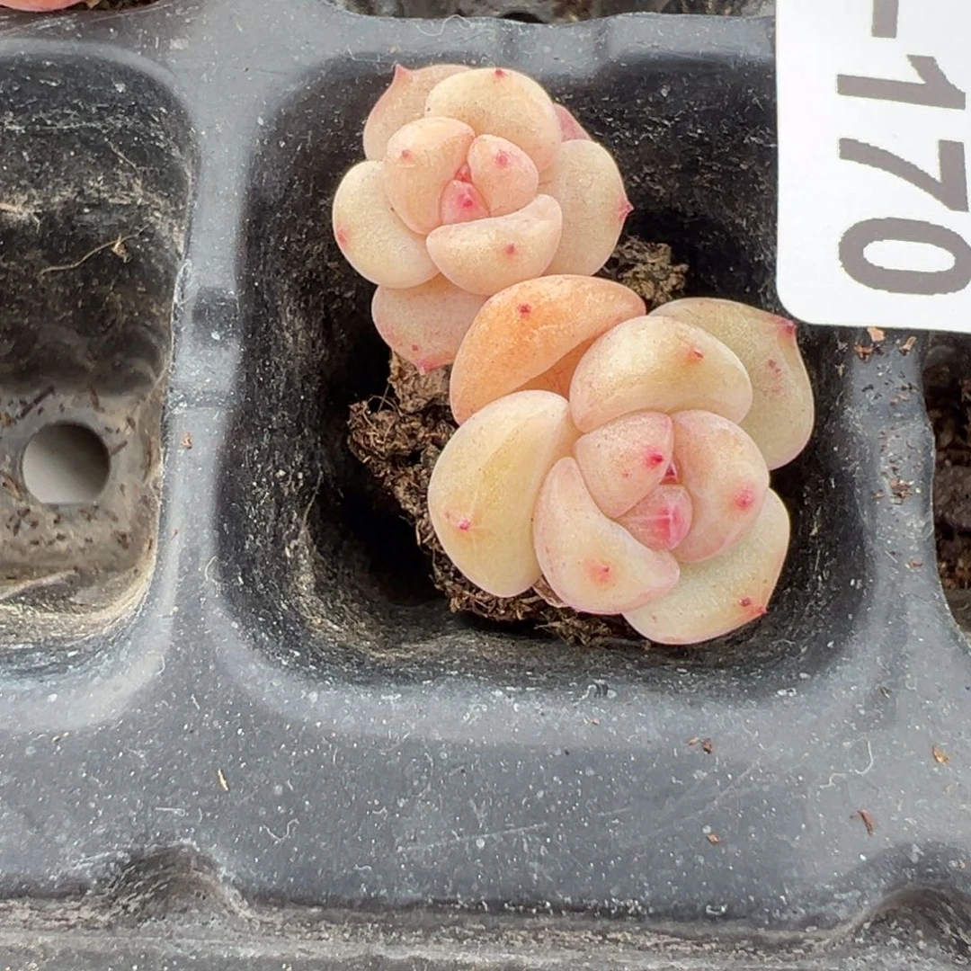 小卡拉米糖心一物一拍2-170