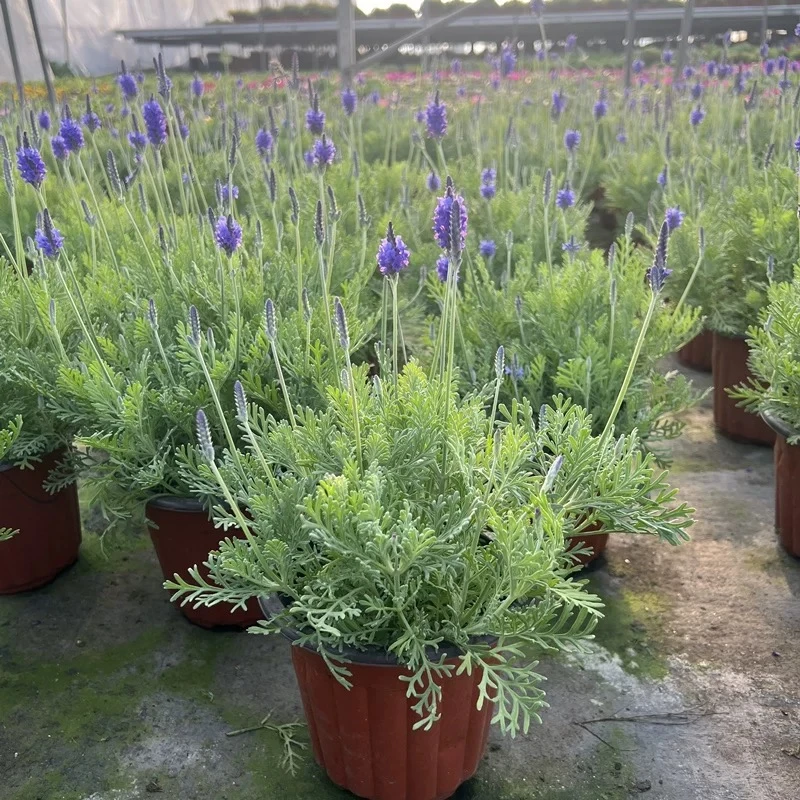 薰衣草花苗盆栽带花苞四季开花浓香型花卉可驱蚊适合阳台庭院