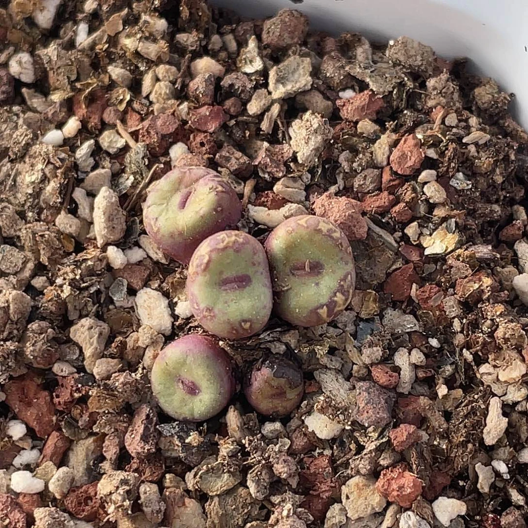 28-56嘴多肉植物肉锥