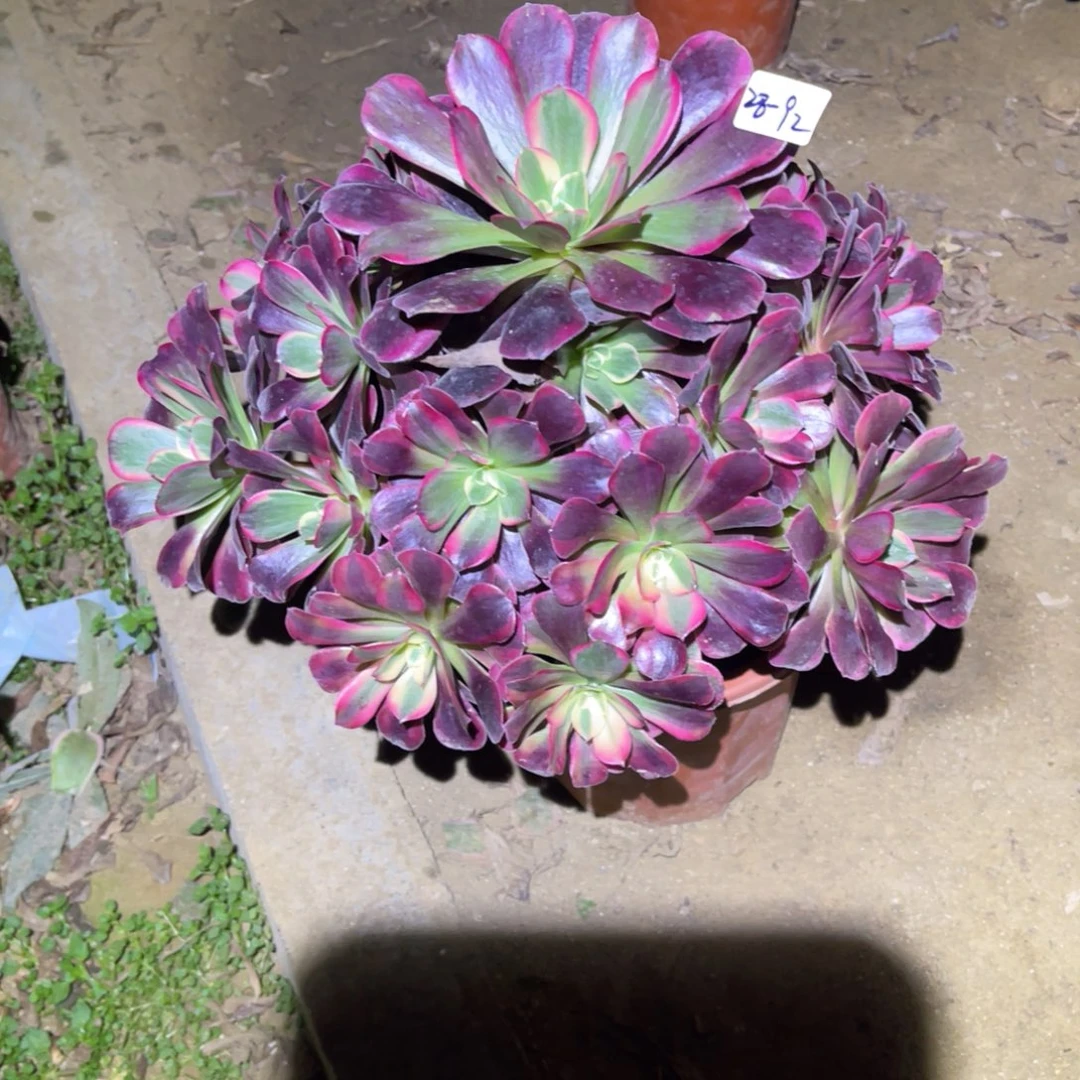 12-28-92凤冠法师锦