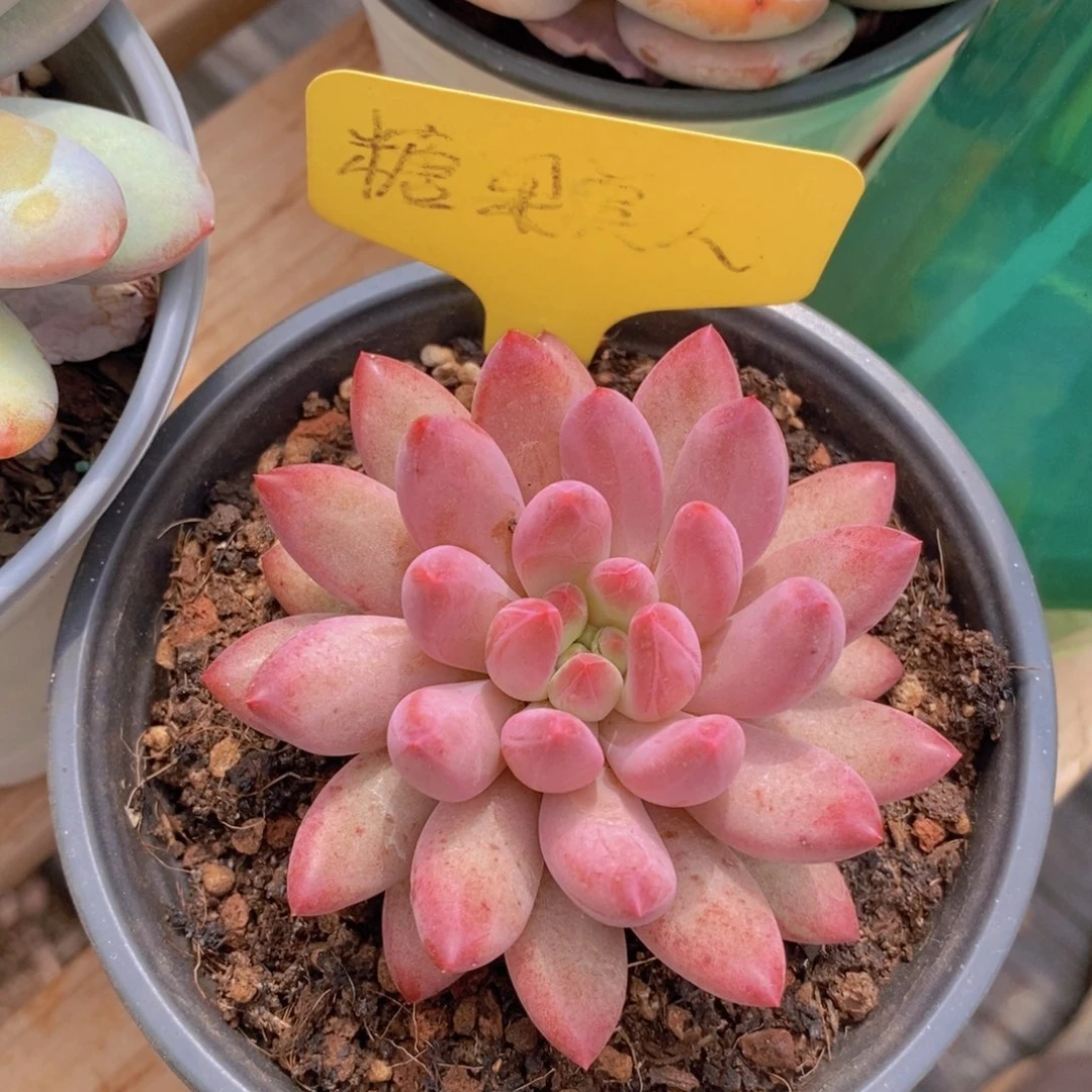 开心多肉，一物一拍