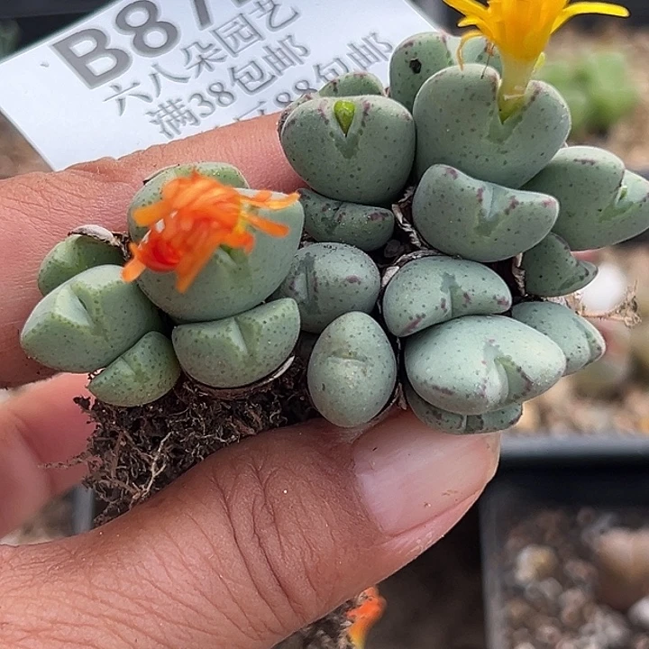 无花朵872号福利少将2群