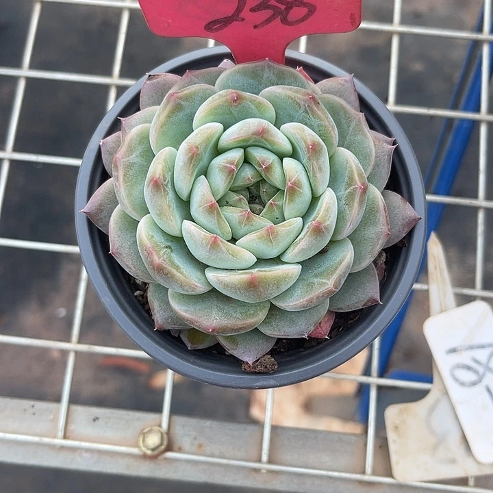 两单包邮，一物一拍238杂交